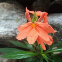 Crossandra infundibuliformis subsp. arida L.H.Cramer